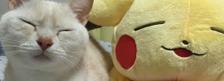 Discovery splash banner for cats being cats Discord server