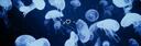 Discovery splash banner for ଳ 𓈒𓏲 ׁ 𝑱ᥱᥣlყ𝑓ιsh𓈒 ݁ ᣟ Discord server
