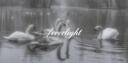 Discovery splash banner for ꒰੭ /everlight ⸝⸝ 𝘀𝘁𝗼𝘅・𝗮𝗻𝗴𝗲𝗹𝗰𝗼𝗿𝗲・𝘀𝗼𝗰𝗶𝗮𝗹・𝗵𝗮𝗻𝗴𝗼𝘂𝘁 ・𝗰𝗵𝗶𝗹𝗹 𐦯 Discord server
