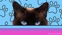 Discovery splash banner for Tom's Lounge with CATS Discord server