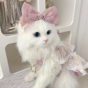 Discovery icon for 🎀 Ask To Dm  ^⩊^⟆ Cutecats﹒Social﹒Active﹒Make friends﹒Vcs﹒Chatting﹒Chat﹒Ask2DM﹒Chill﹒non dating Discord server